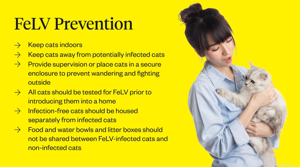 Feline Leukemia Vaccine: Protect Your Cat—Should You Vaccinate?