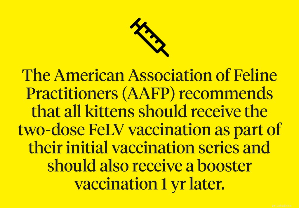 Feline Leukemia Vaccine: Protect Your Cat—Should You Vaccinate?