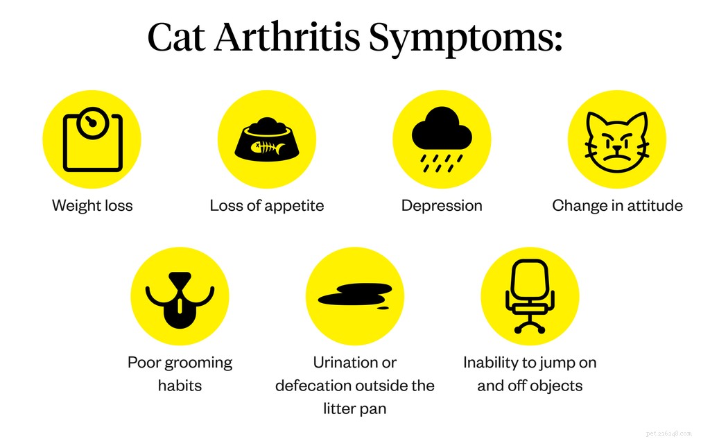 Cat Arthritis Explained: Symptoms, Causes & Proven Treatments