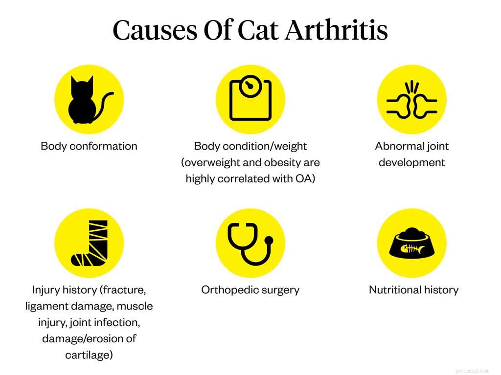 Cat Arthritis Explained: Symptoms, Causes & Proven Treatments