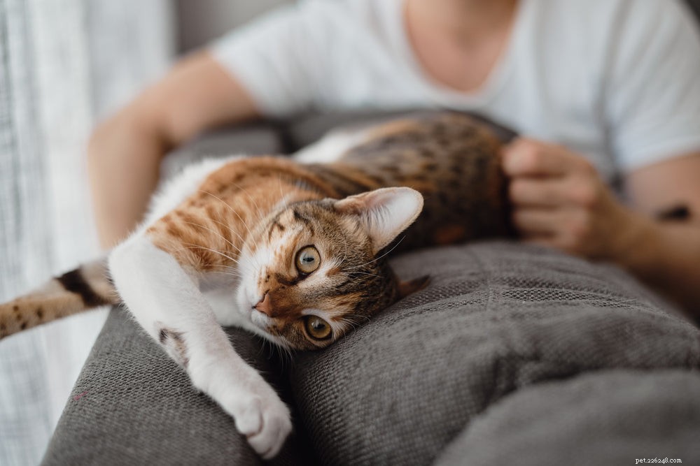 Cat Arthritis Explained: Symptoms, Causes & Proven Treatments