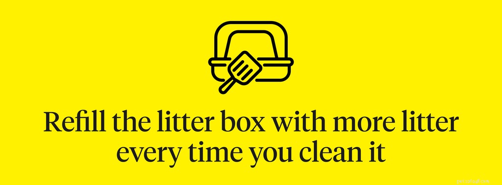 Master Litter Box Training: A Complete Guide for Kittens & Adult Cats