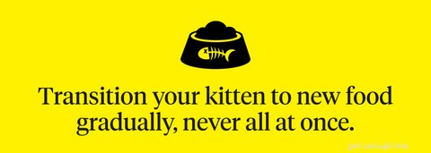 What to Do When Your Kitten Has Diarrhea: Expert Guidance