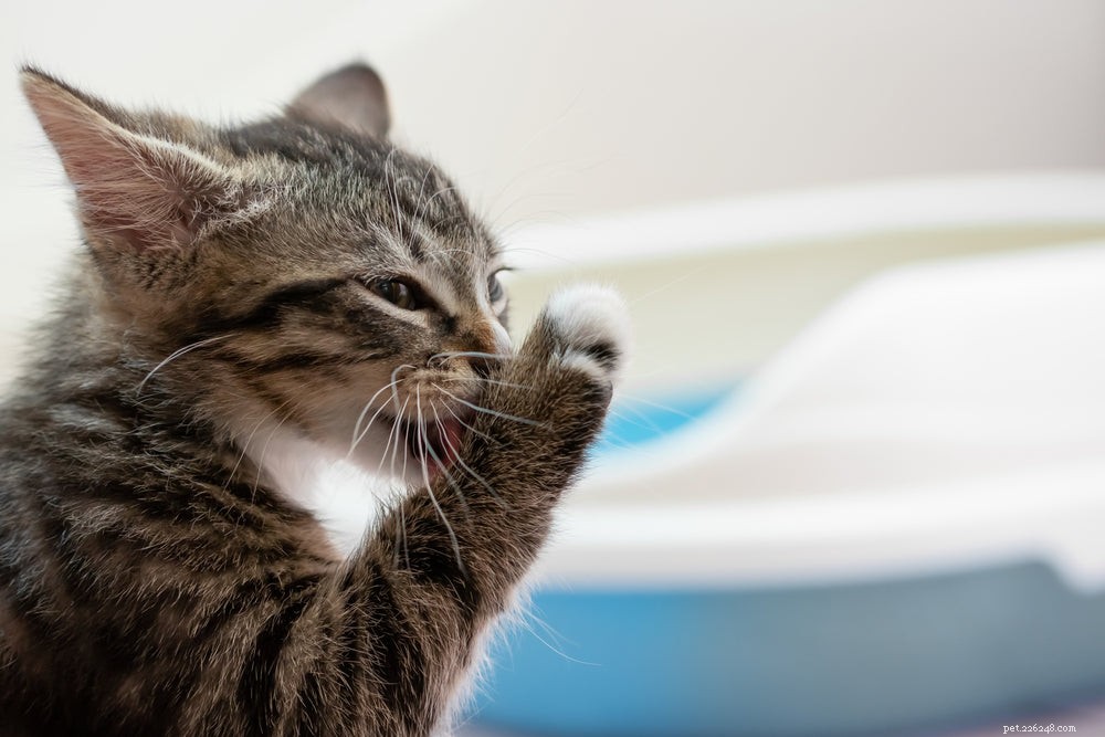 What to Do When Your Kitten Has Diarrhea: Expert Guidance
