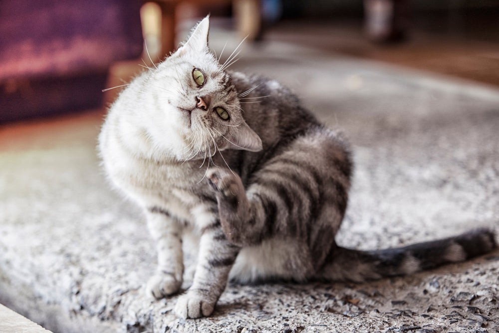 Why Is My Cat Scratching Its Ears? Common Causes & How to Help