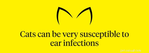 Why Is My Cat Scratching Its Ears? Common Causes & How to Help