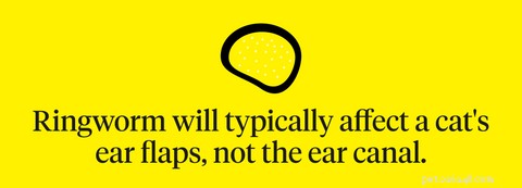 Why Is My Cat Scratching Its Ears? Common Causes & How to Help