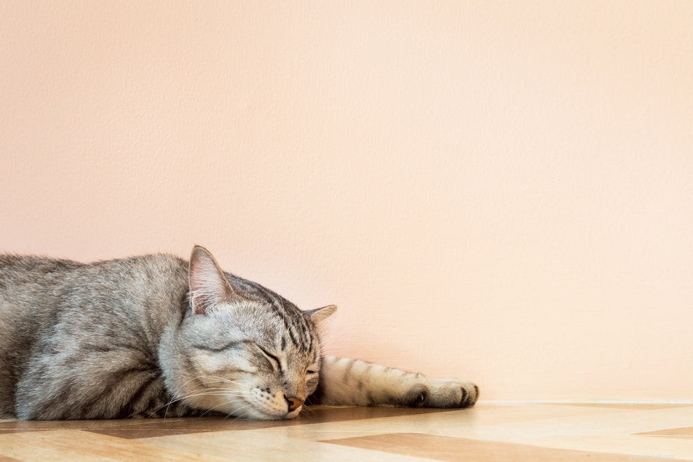 Understanding Cat Lethargy: Causes, Symptoms, and Effective Treatments