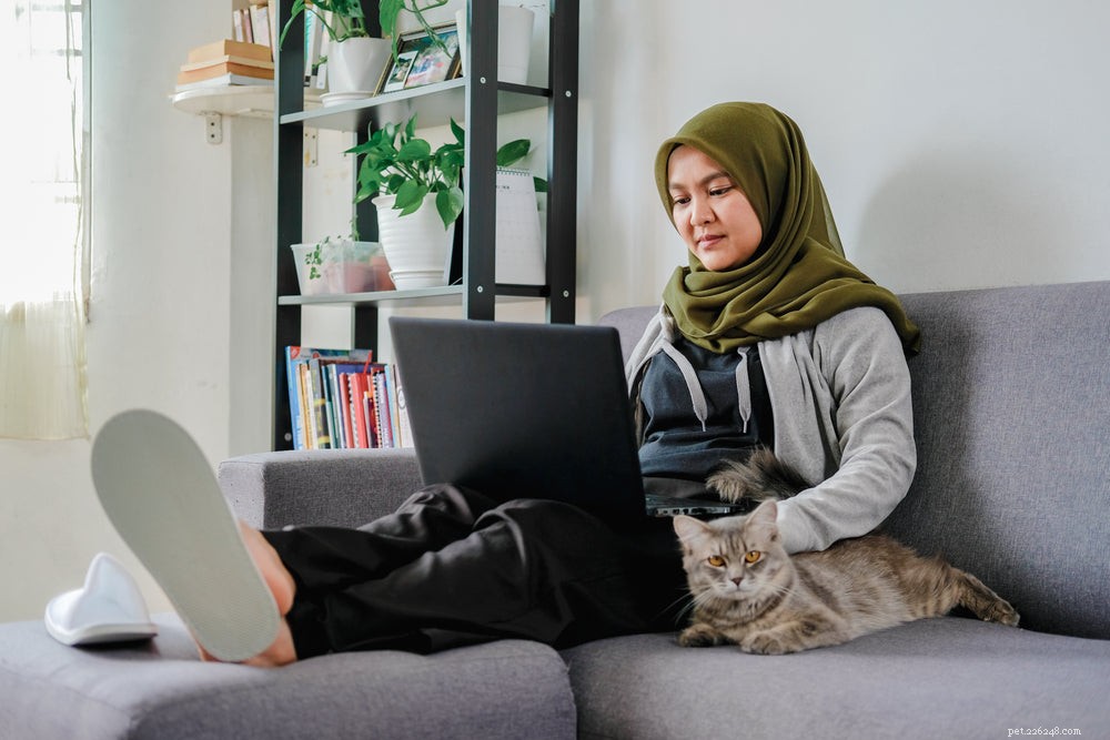 Understanding Cat Lethargy: Causes, Symptoms, and Effective Treatments