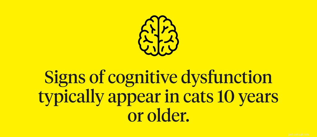 Understanding Cat Dementia: Symptoms, Causes, and Effective Treatments