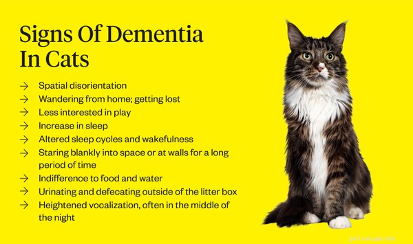Understanding Cat Dementia: Symptoms, Causes, and Effective Treatments
