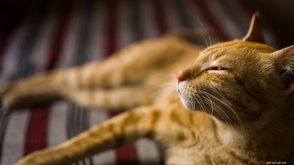 Cat Diabetes Explained: Recognizing Symptoms, Identifying Causes, and Managing Treatment