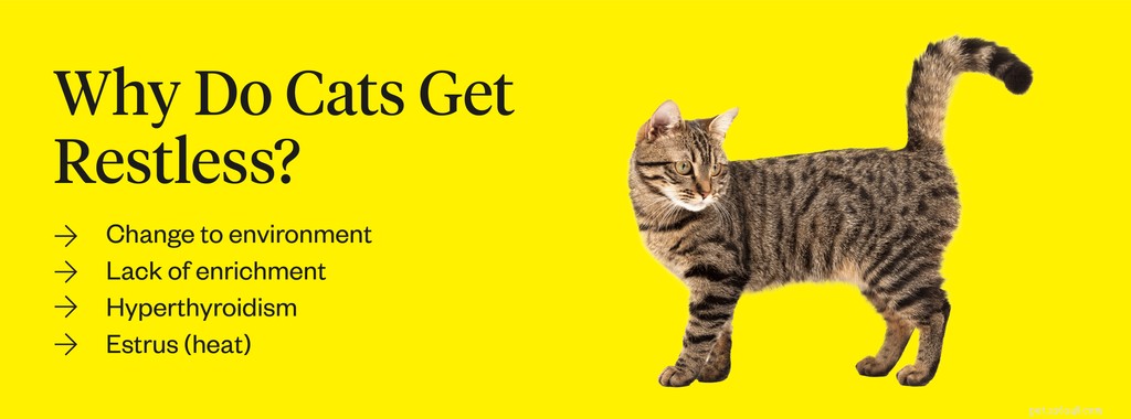What Causes Cat Restlessness? Expert Tips to Identify and Treat the Root Cause