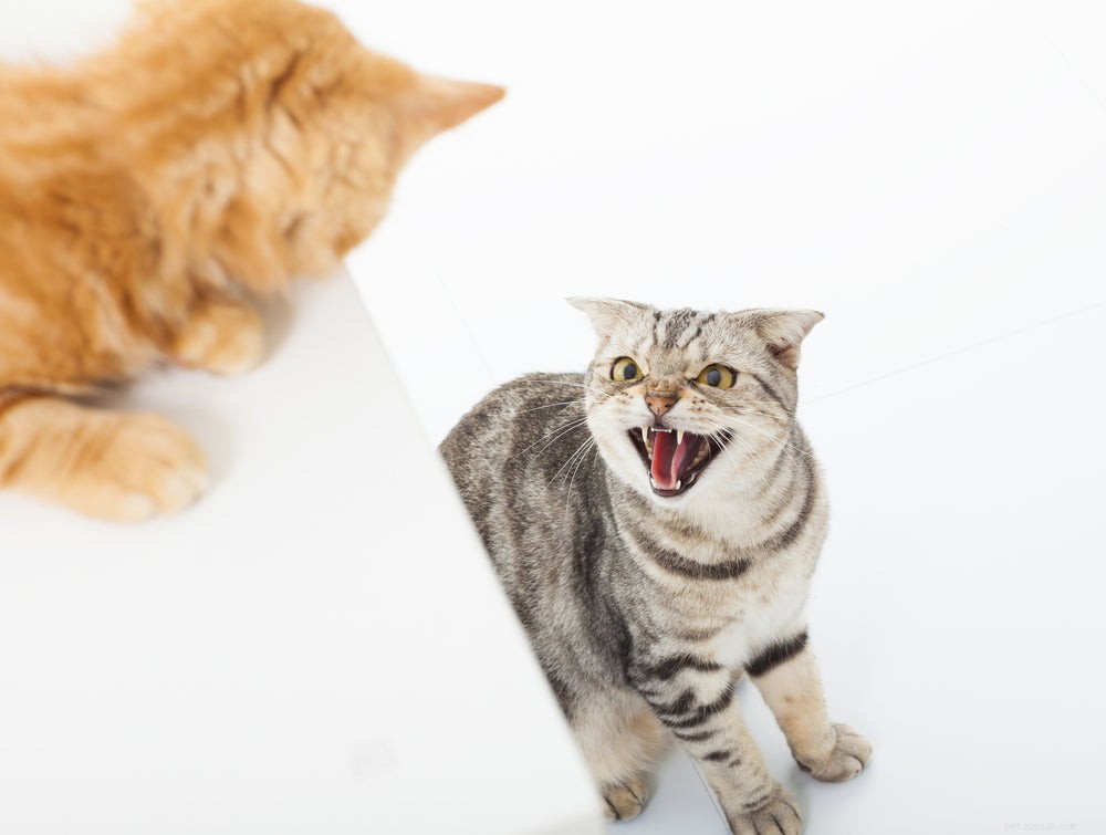 What Causes Cat Restlessness? Expert Tips to Identify and Treat the Root Cause