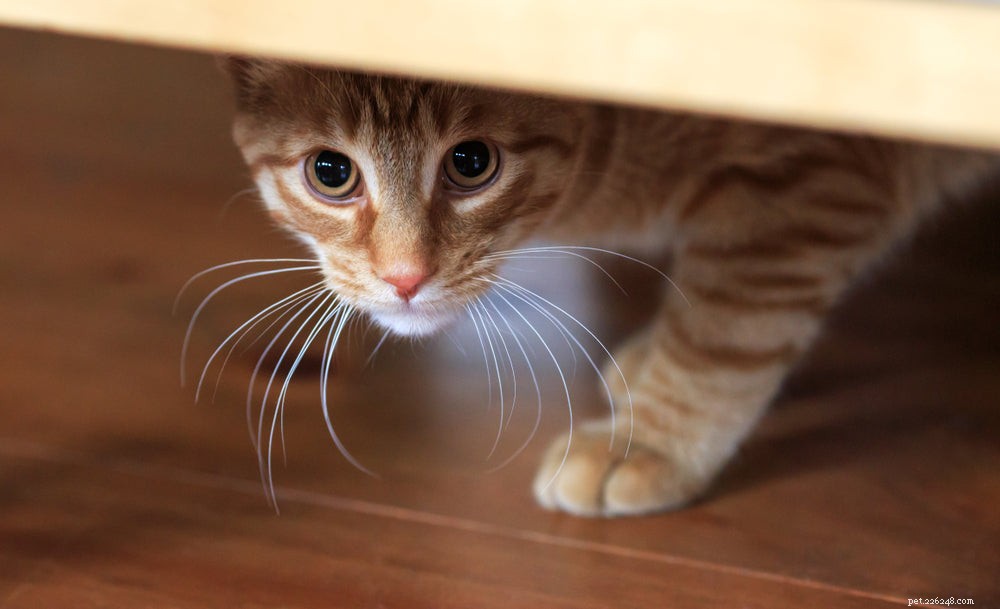 What Causes Cat Restlessness? Expert Tips to Identify and Treat the Root Cause