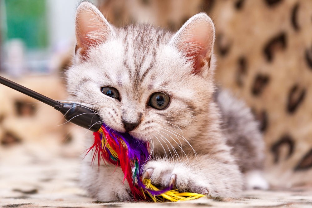 Effective Cat Anxiety Treatment: Causes, Symptoms, and Solutions