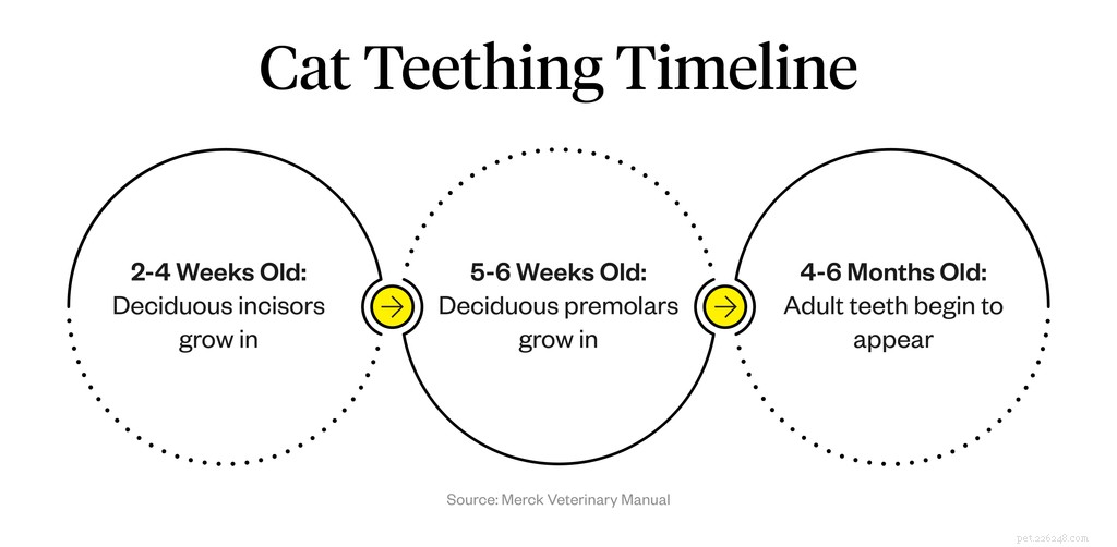 How Many Teeth Does a Cat Have? Complete Guide