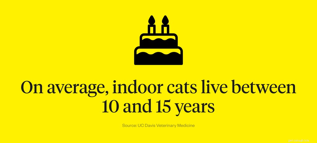 How Long Do Indoor Cats Live? Realistic Expectations & Longevity Tips