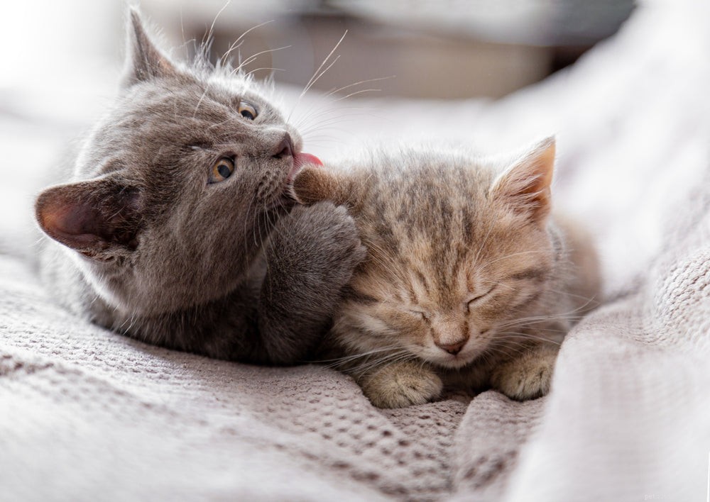 How Long Do Indoor Cats Live? Realistic Expectations & Longevity Tips