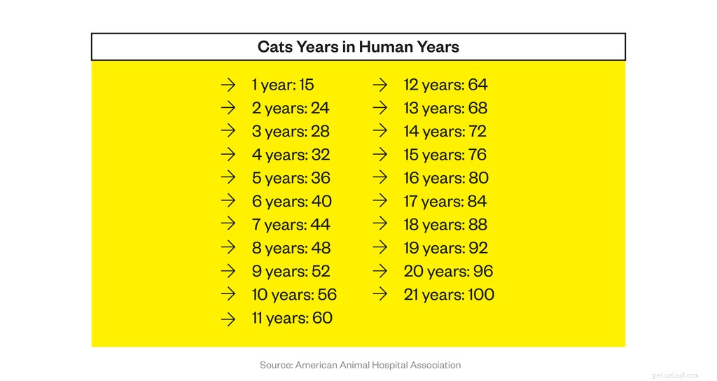 How Long Do Indoor Cats Live? Realistic Expectations & Longevity Tips