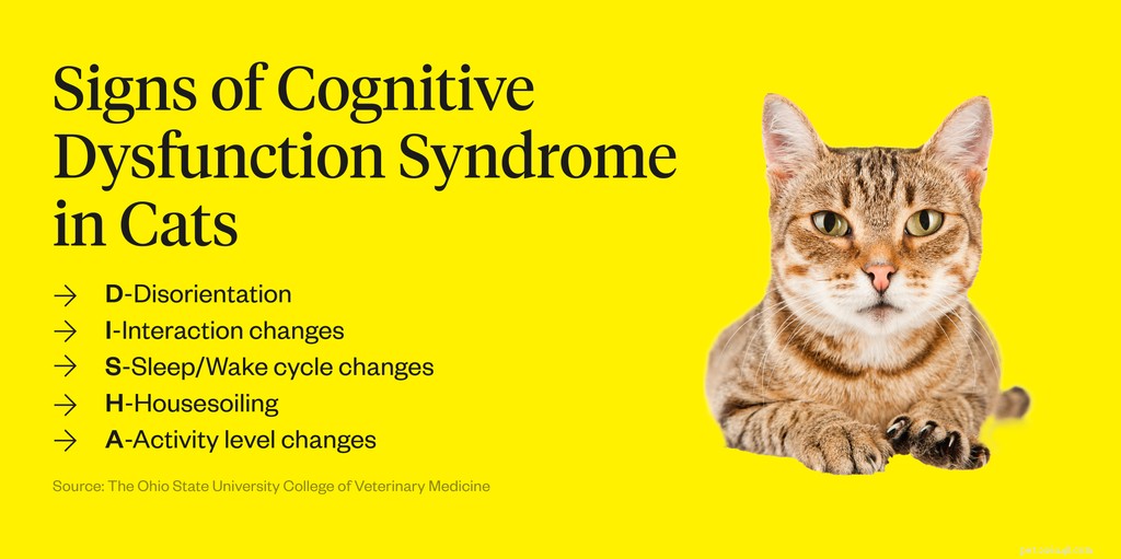 How Long Do Indoor Cats Live? Realistic Expectations & Longevity Tips