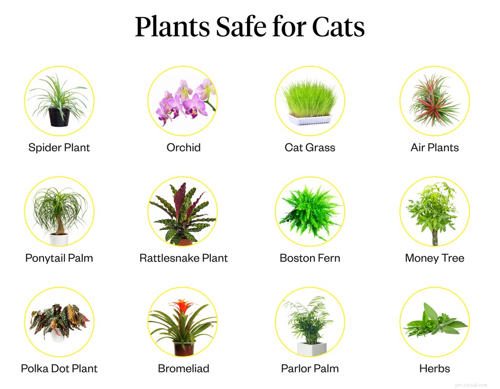 Cat-Friendly Plants: Safe Choices for a Healthy Home