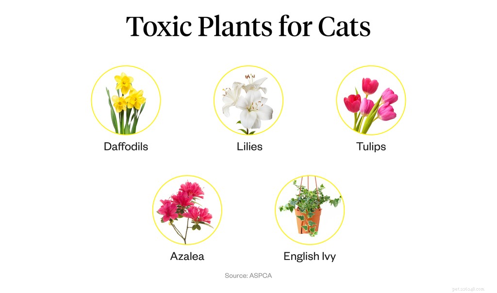 Cat-Friendly Plants: Safe Choices for a Healthy Home