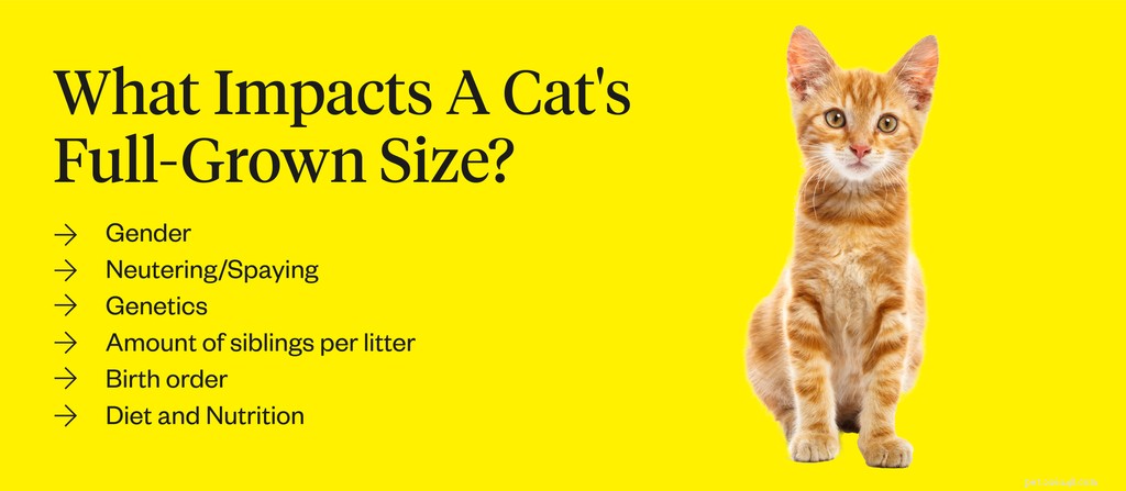 How Long Do Cats Grow? A Complete Guide to Your Kitten’s Development