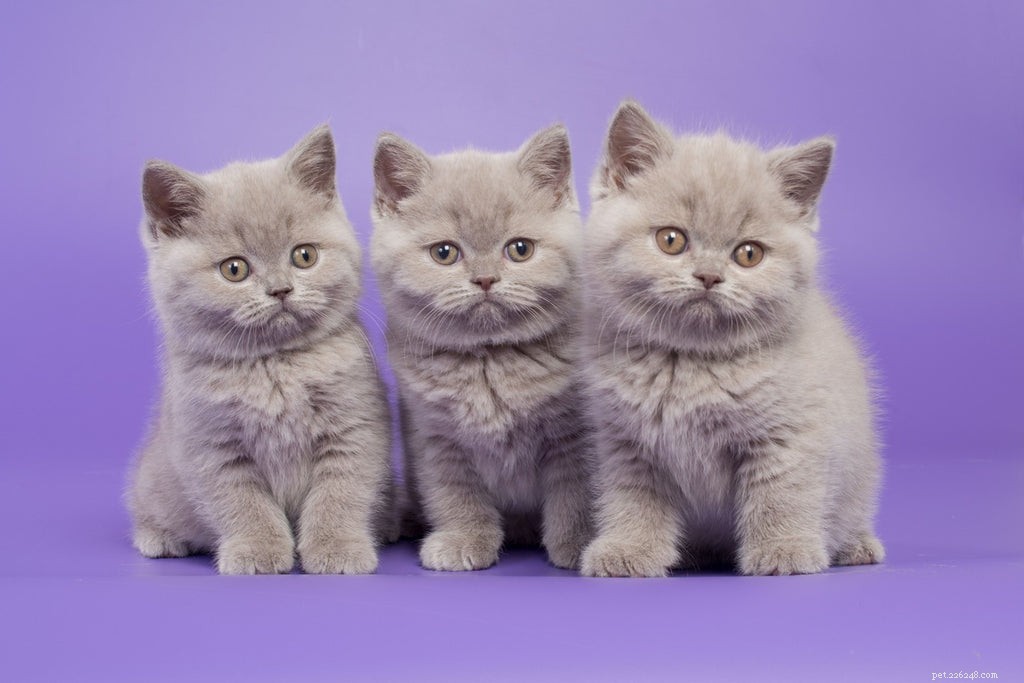 How Long Do Cats Grow? A Complete Guide to Your Kitten’s Development