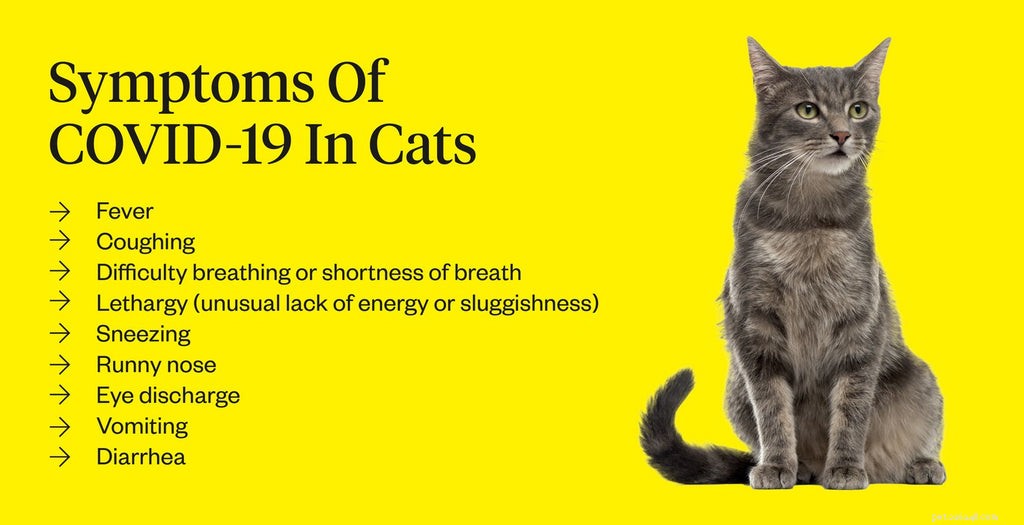 Can Cats Contract COVID-19? Essential Info for Pet Owners