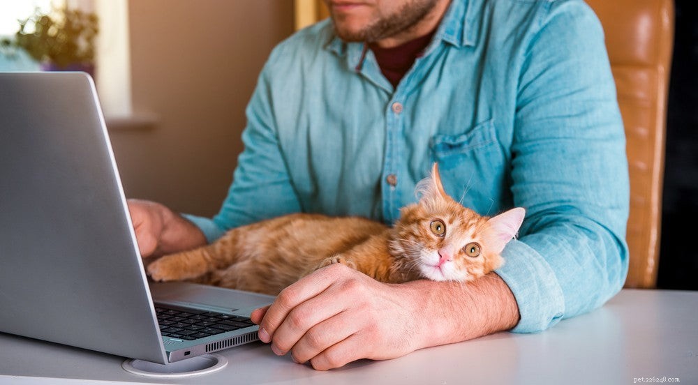 Can Cats Contract COVID-19? Essential Info for Pet Owners