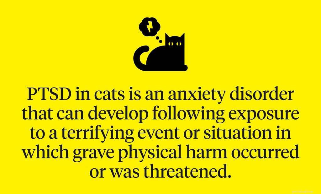 Spotting Trauma in Your Cat: Key Warning Signs