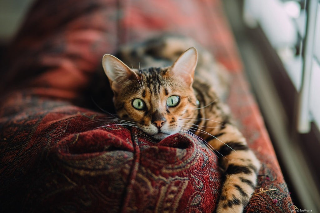 Spotting Trauma in Your Cat: Key Warning Signs