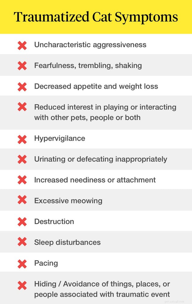 Spotting Trauma in Your Cat: Key Warning Signs