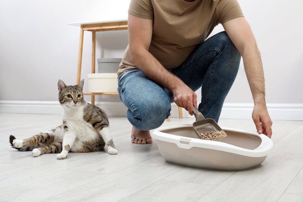 What to Do When You Find Worms in Your Cat’s Poop: A Trusted Guide