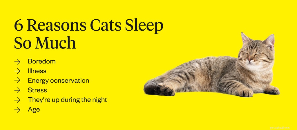 Why Do Cats Sleep So Much? Understanding the Science Behind Their Restful Behavior