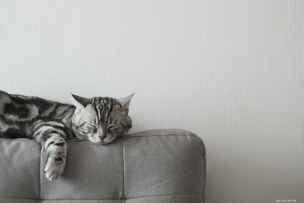 Why Do Cats Sleep So Much? Understanding the Science Behind Their Restful Behavior