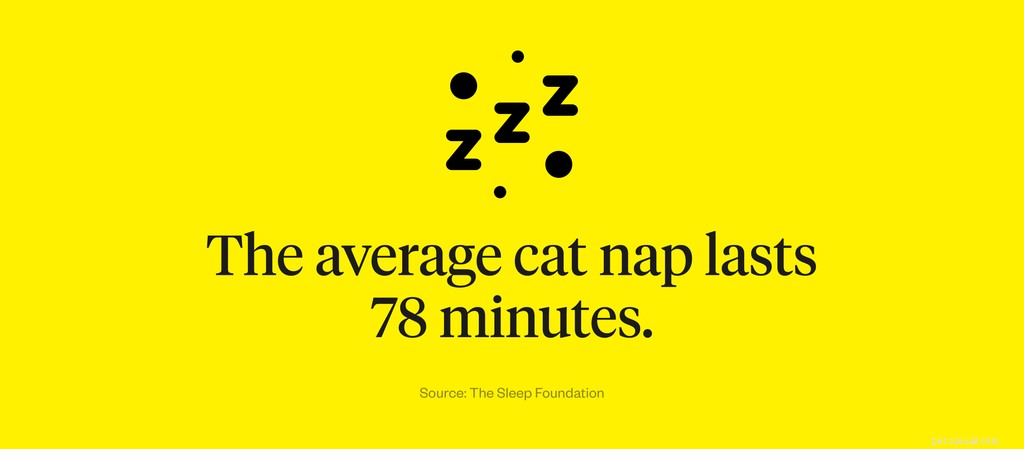 Why Do Cats Sleep So Much? Understanding the Science Behind Their Restful Behavior