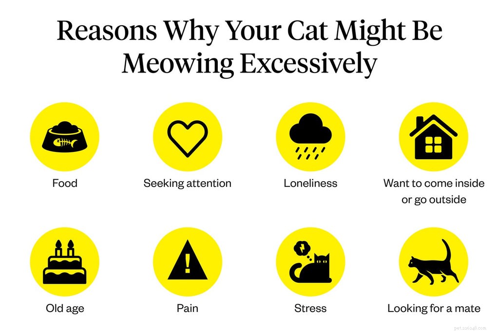 Understanding Excessive Cat Meowing: Causes, Concerns, and Solutions