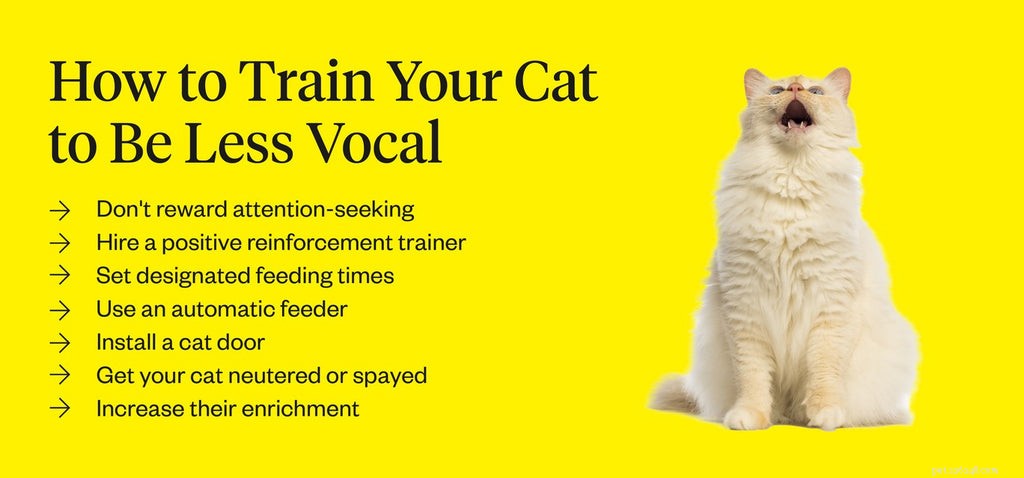 Understanding Excessive Cat Meowing: Causes, Concerns, and Solutions