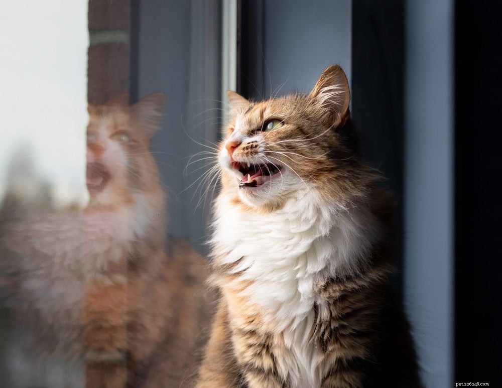 Understanding Excessive Cat Meowing: Causes, Concerns, and Solutions
