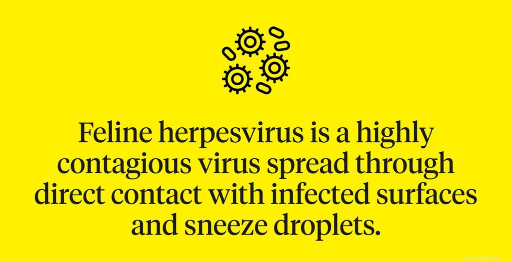 Understanding Feline Herpesvirus: 6 Key Facts About Life Expectancy