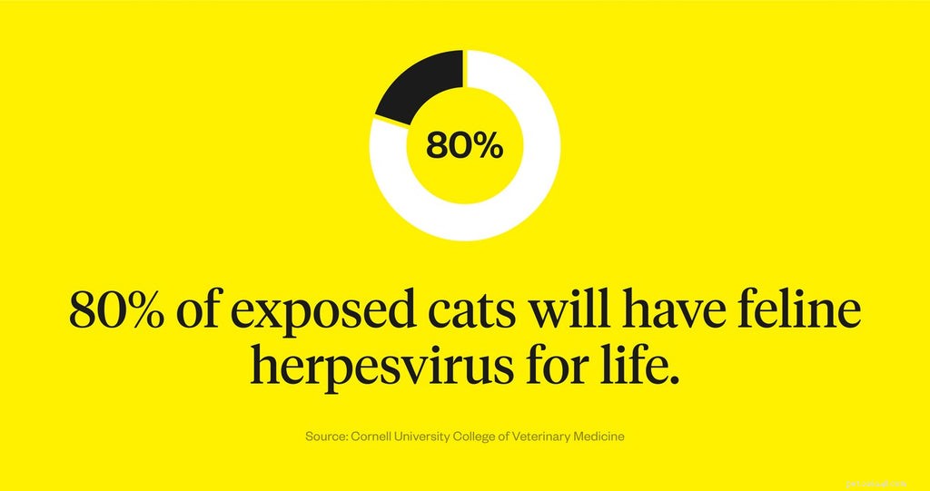 Understanding Feline Herpesvirus: 6 Key Facts About Life Expectancy