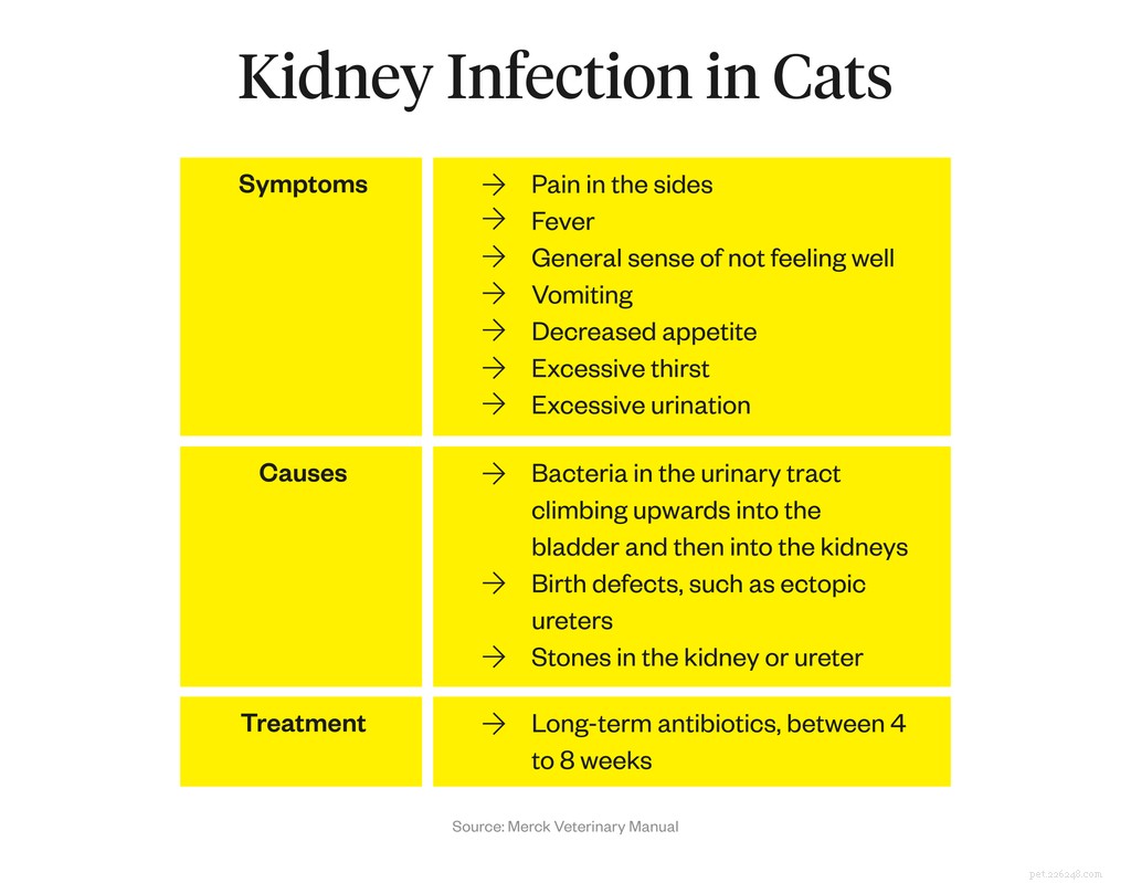 Frequent Cat Urination: Causes, Symptoms, and How to Protect Your Feline