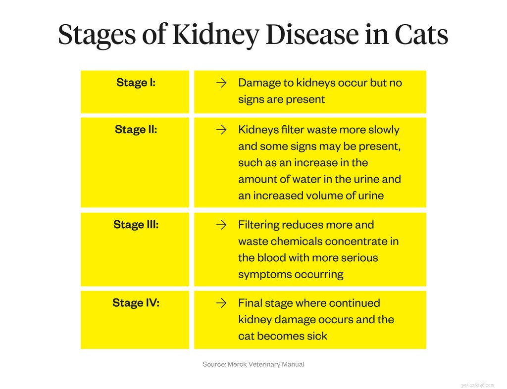 Frequent Cat Urination: Causes, Symptoms, and How to Protect Your Feline