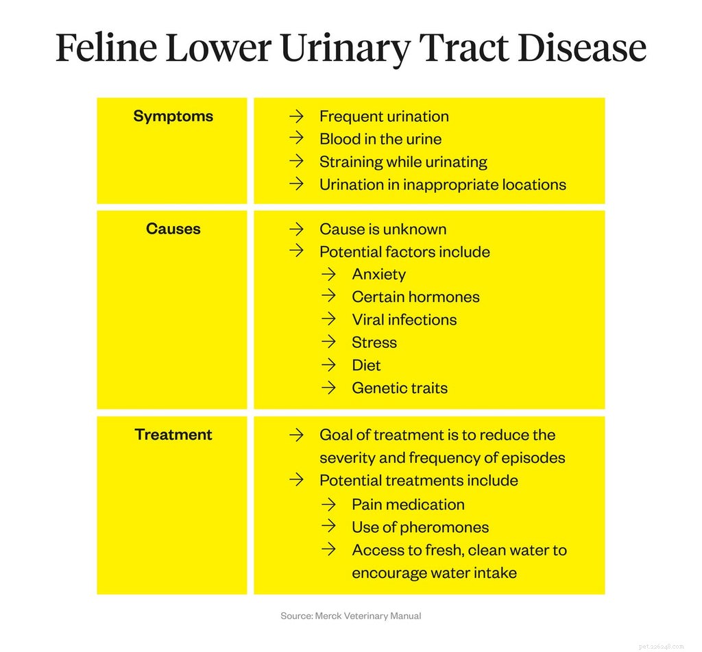 Frequent Cat Urination: Causes, Symptoms, and How to Protect Your Feline