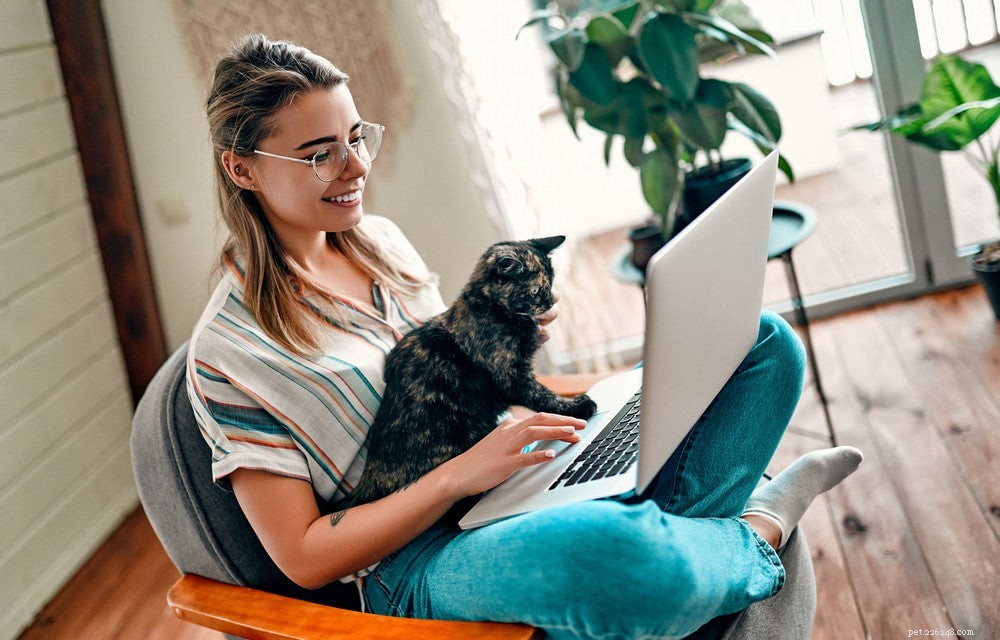 Frequent Cat Urination: Causes, Symptoms, and How to Protect Your Feline