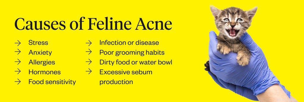 Do Cats Develop Acne? Causes, Symptoms, and Treatments Explained