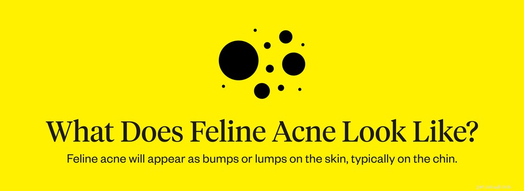 Do Cats Develop Acne? Causes, Symptoms, and Treatments Explained