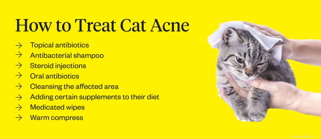 Do Cats Develop Acne? Causes, Symptoms, and Treatments Explained